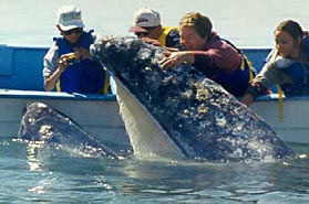 Baja Gray Whale and Watchers