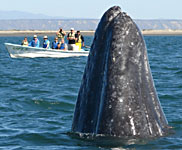 whale by the panga, Baja - Mexico