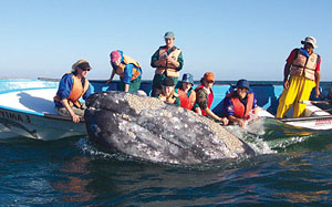 Whale watching Baja tours in San Ignacio Lagoon