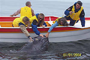 Whale watching San Ignacio Mexico