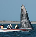 whales and boat during Baja whale watching Mexico